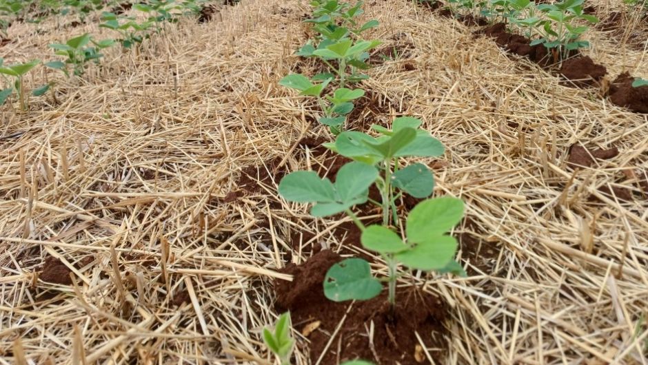 RS tem mais de 20 mil hectares de plantio antecipado da soja