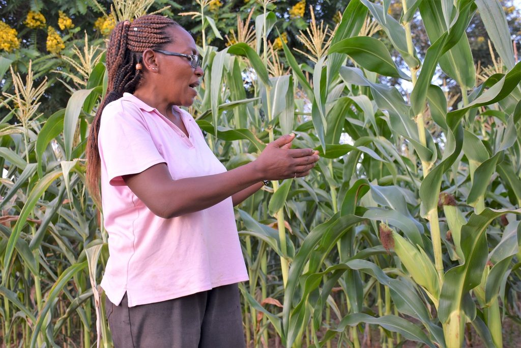 Drought-Resistant Seeds: Are They Reaching the Farmers Who Need Them?