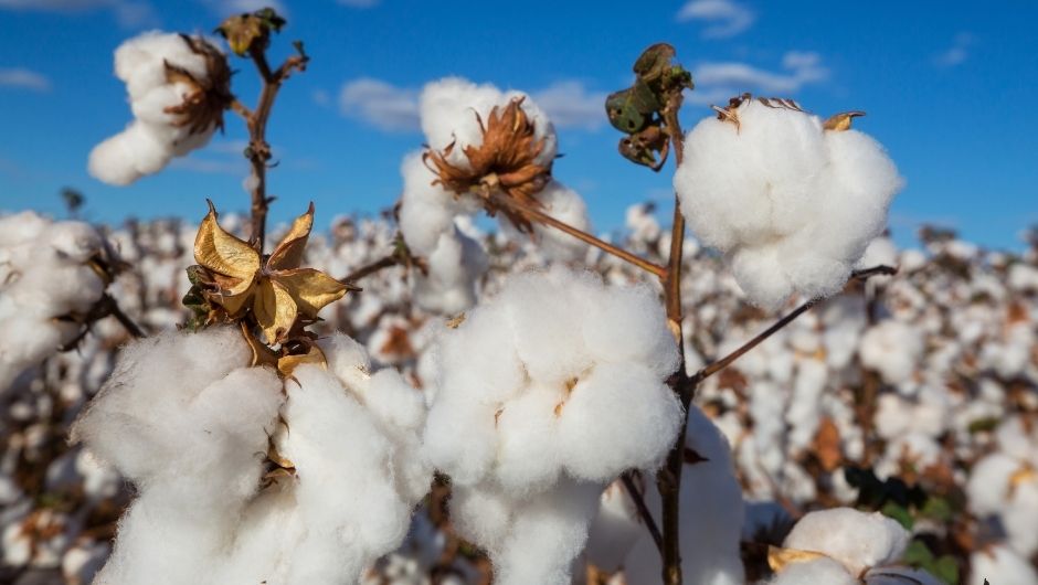 Algodão entra em entressafra e soja avança em Mato Grosso