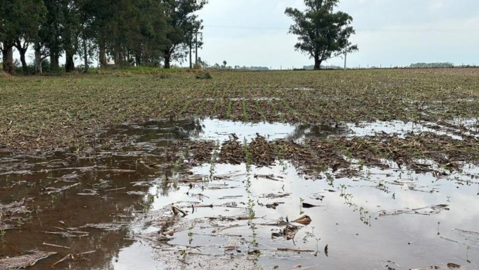 MS Safra 2026/27: excesso de chuva exige atenção no campo
