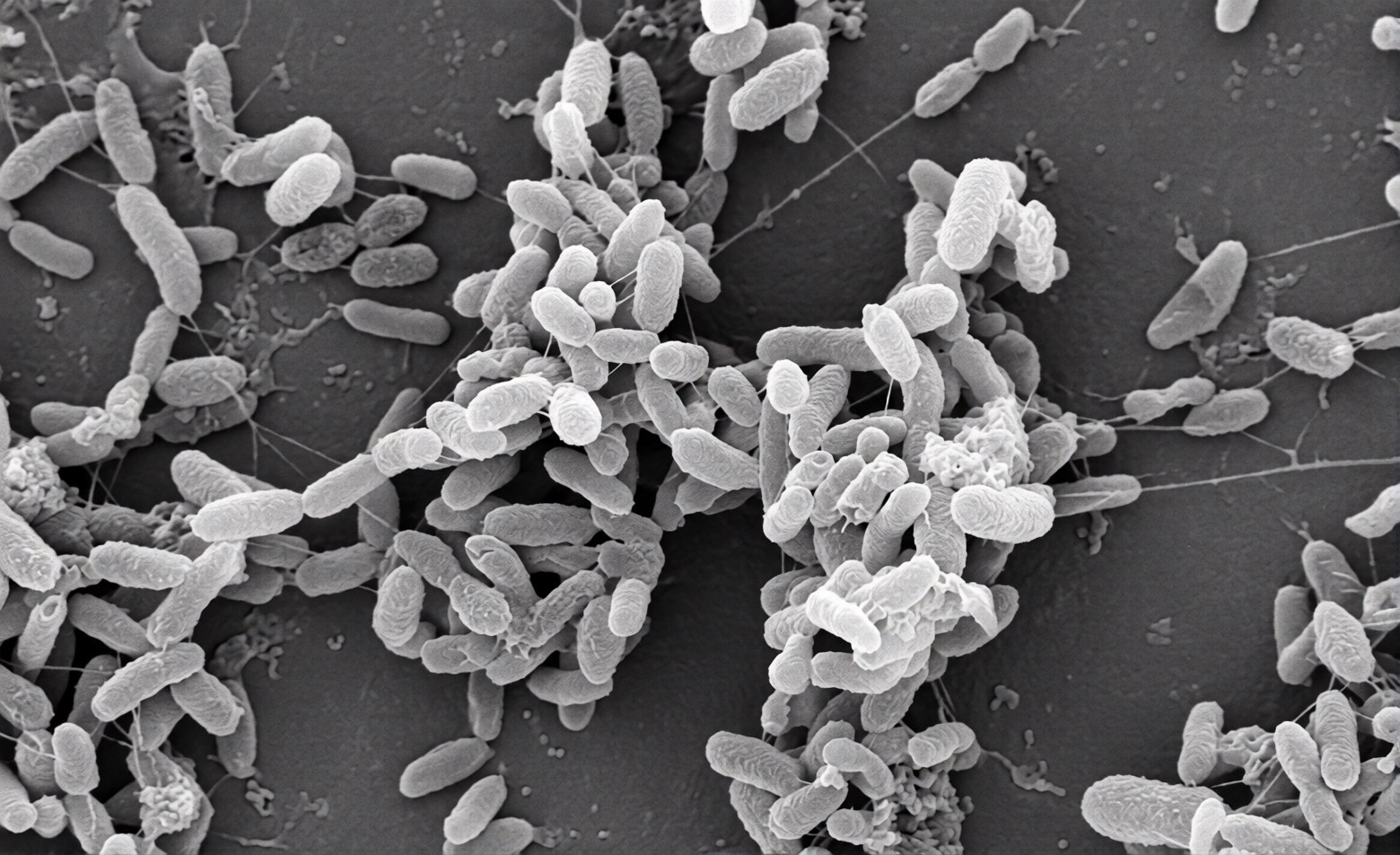 Rizobactéria favorece lagarta e atrai parasitoide no milho