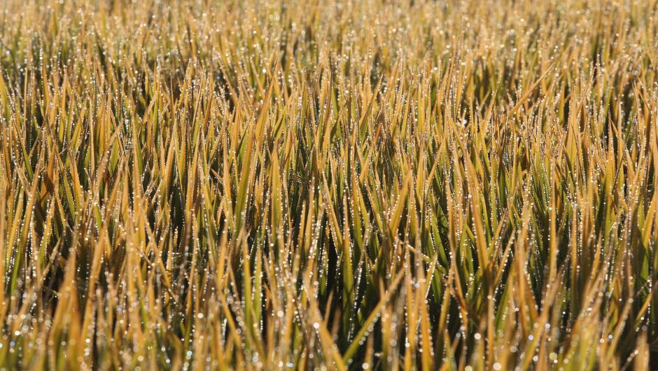 Arroz para exportação chega a R$ 90 por saca no RS