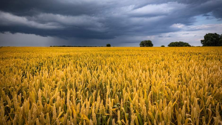 Excesso de chuva compromete lavouras de trigo no Sul