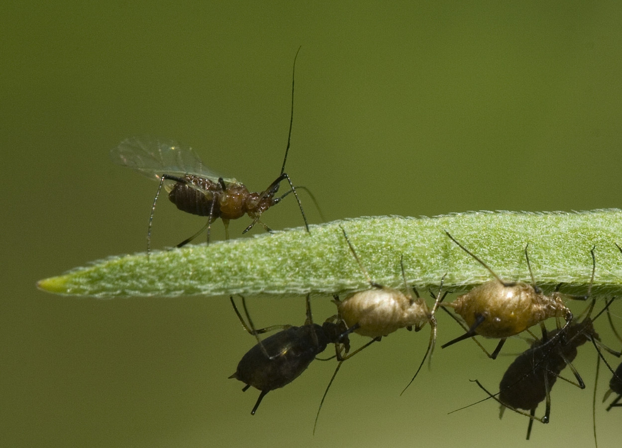 Plantas invasoras alteram ação de parasitoide contra pulgão