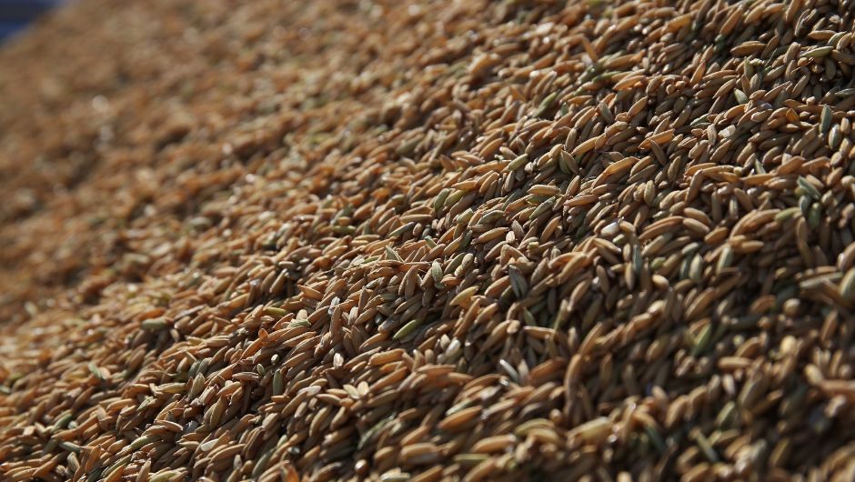 Federarroz alerta para riscos em contratos de crédito rural