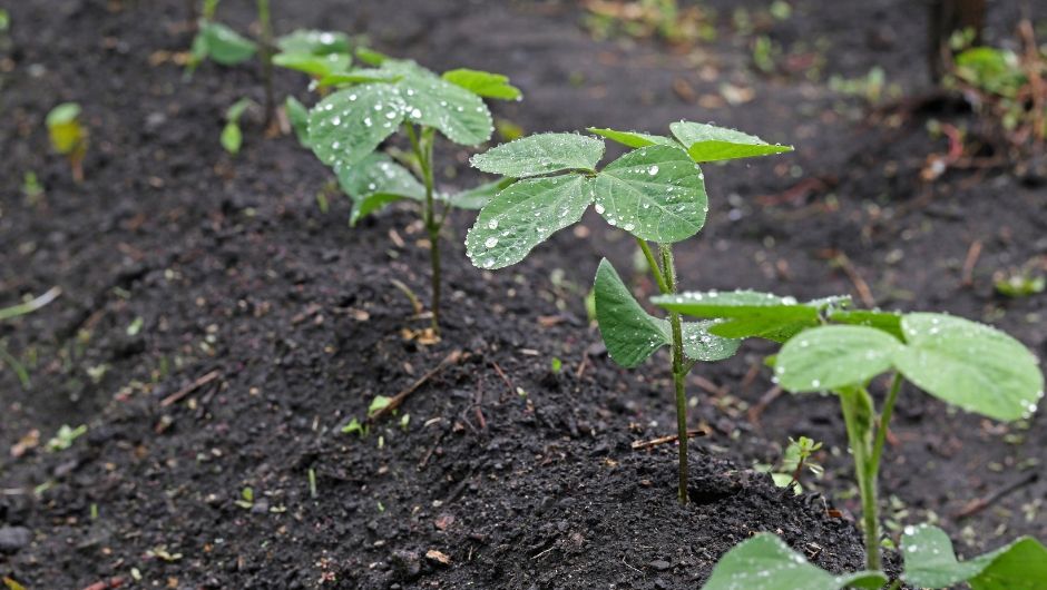 Excesso de chuva limita plantio de grãos no Brasil