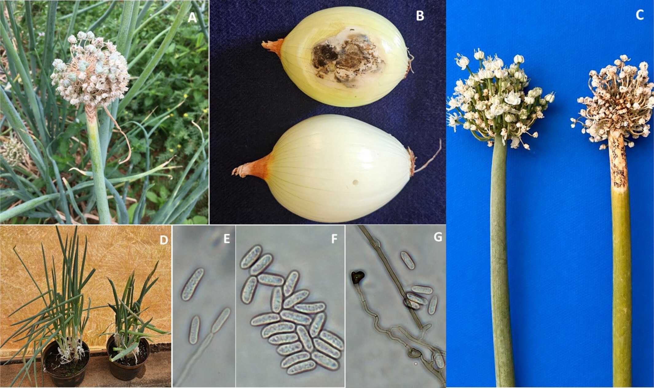 Fungo causa antracnose em hastes florais de cebola