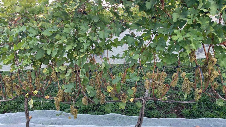 Epamig avalia potencial de uvas resistentes a doenças