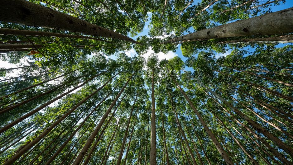 Projeto Natureza da CMPC recebe licença prévia no RS