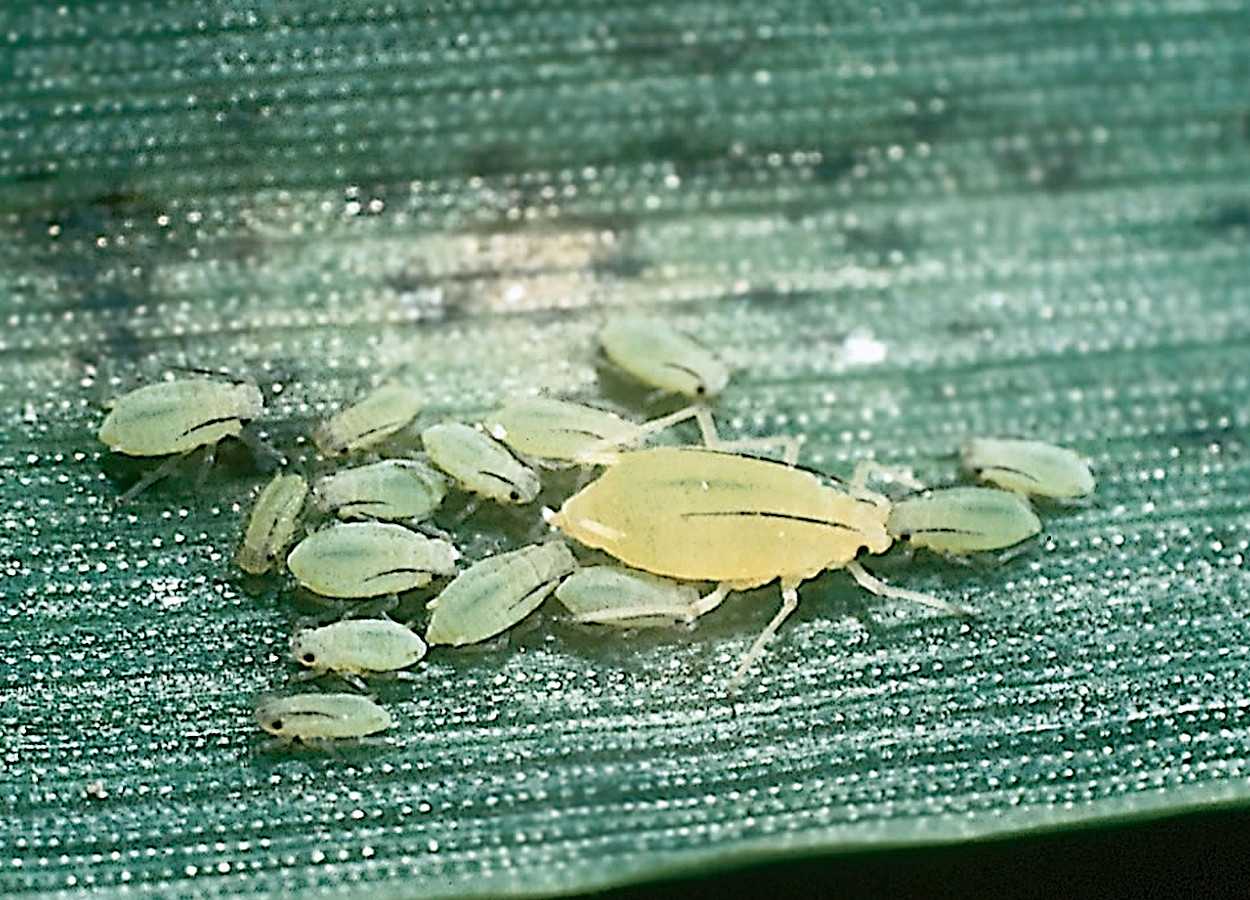 Parasitismo em pulgões diminui ao longo de quatro gerações