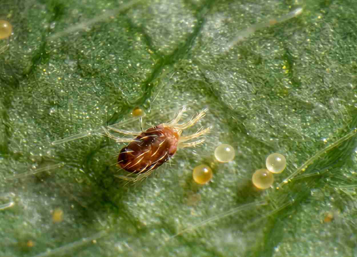 Ácaro-rajado entra em diapausa em regiões tropicais do Brasil