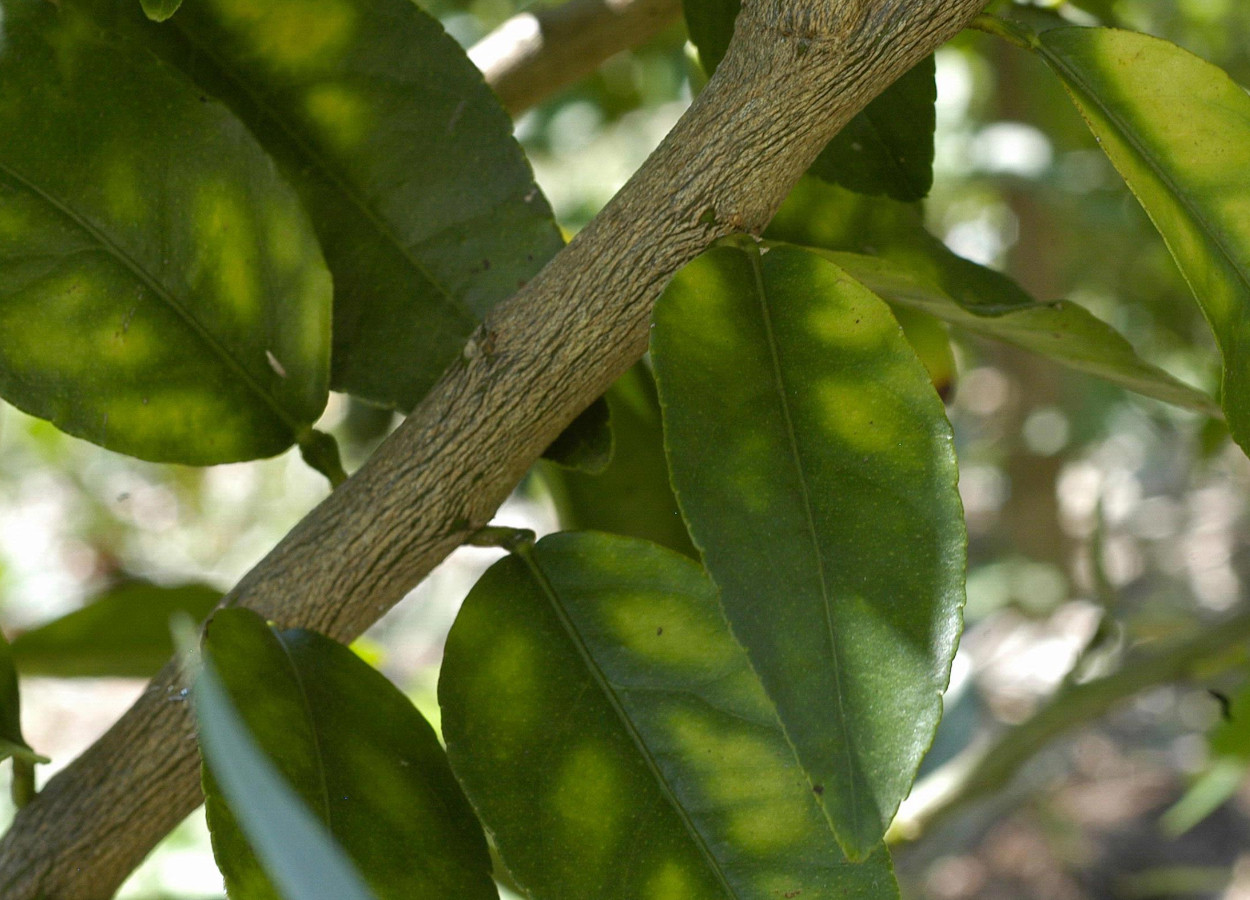 Nanoemulsão reduz bactéria do greening em mudas de citros