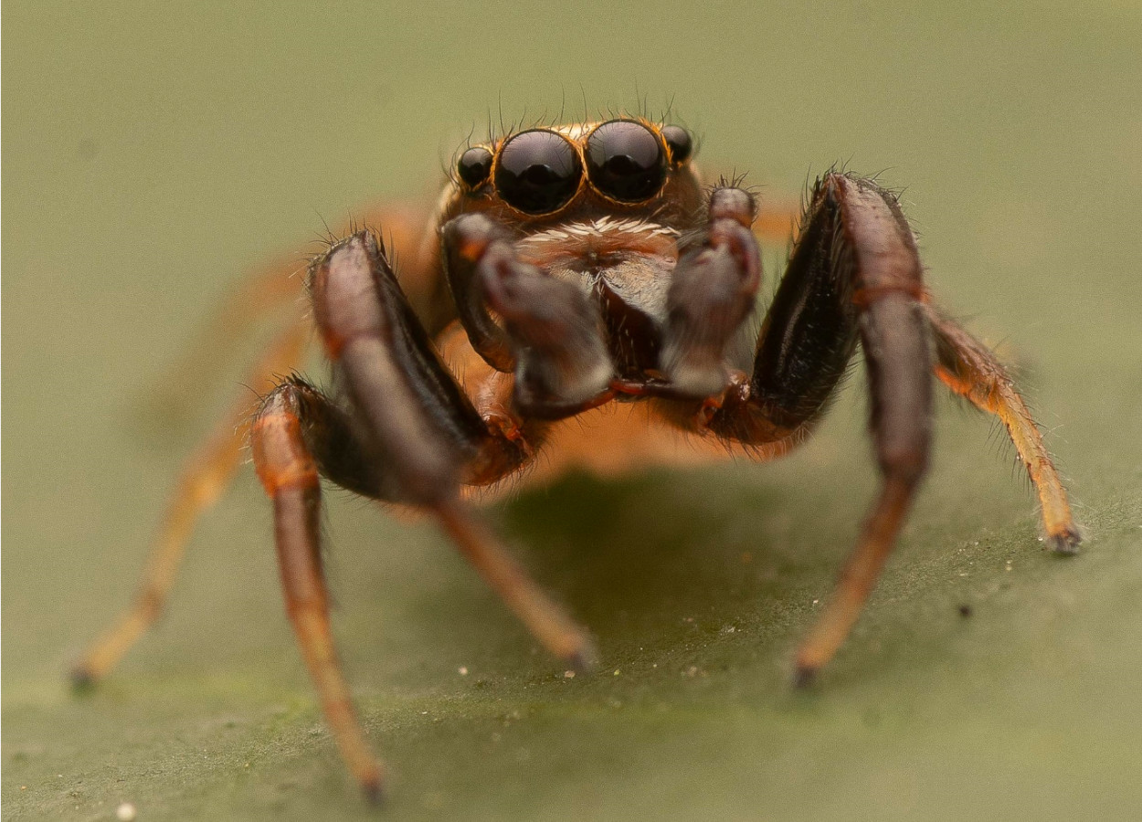 Rastros de aranhas reduzem danos de insetos às plantas