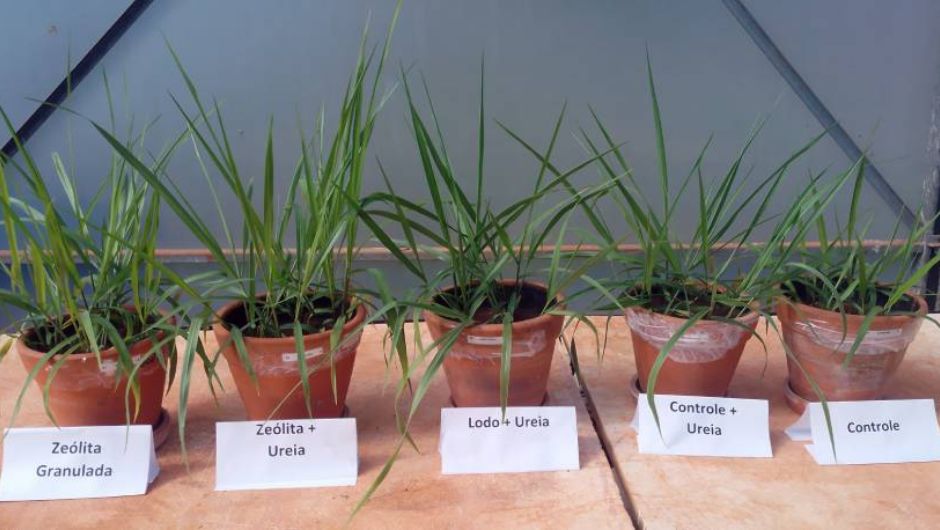 Lodo de tratamento de água vira fertilizante de liberação lenta