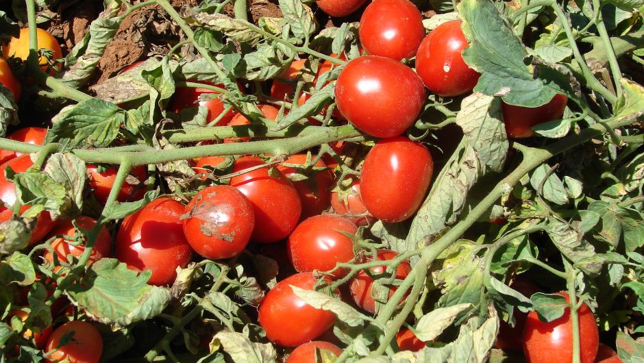 Tomate para processamento industrial passa a contar com o Zarc