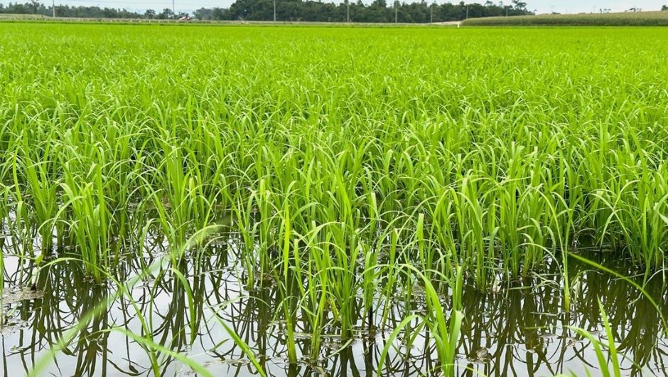 El Niño acende alerta para a produção de arroz em Santa Catarina