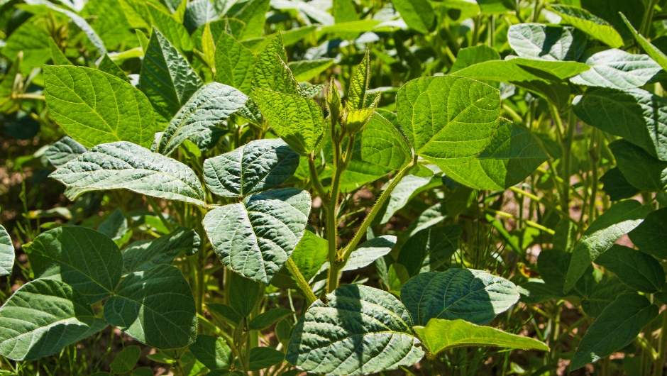 El Niño pode impactar R$ 33 bilhões no VBP da soja
