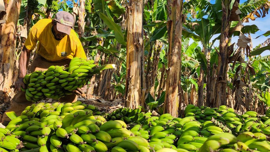 Fruticultura em Minas Gerais avança 29% em dez anos