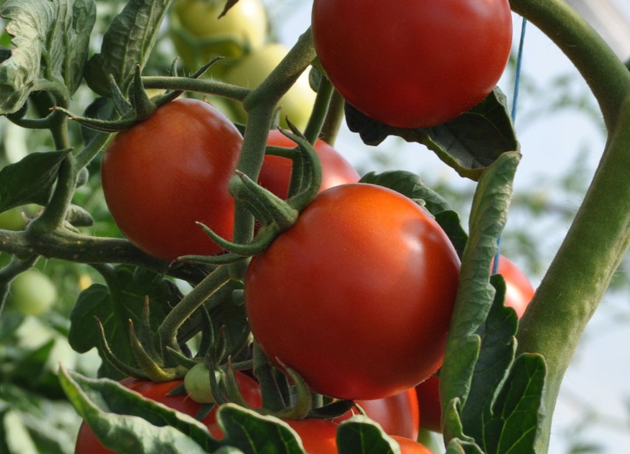 Adubação NPK influencia produtividade e qualidade do tomate