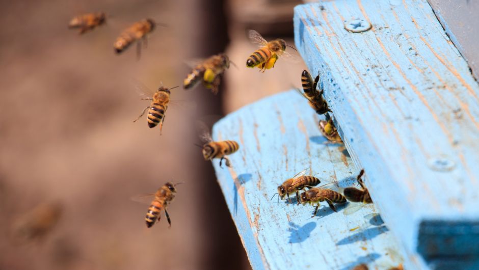 O diálogo entre apicultores e agricultores é essencial para proteger as abelhas