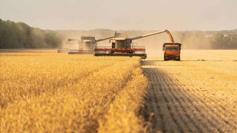 RS Safra 2026/27: colheita do trigo alcança 34%